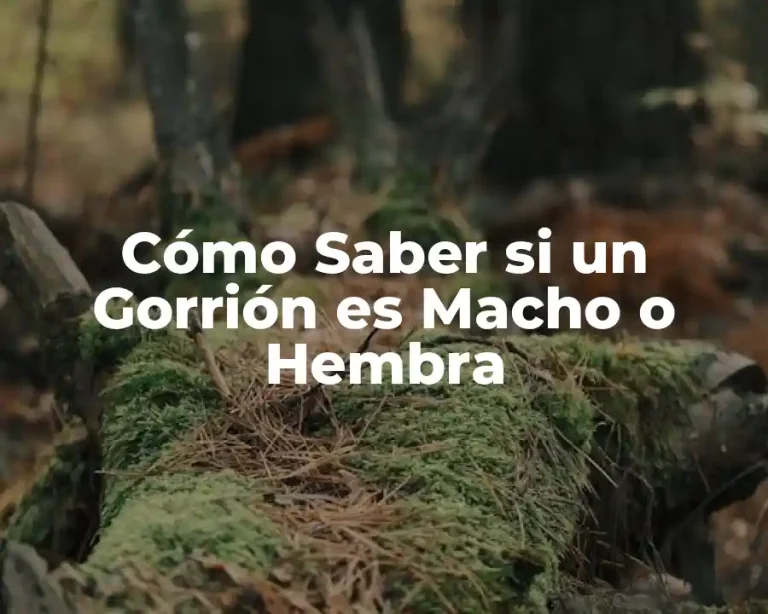Cómo Saber si un Gorrión es Macho o Hembra