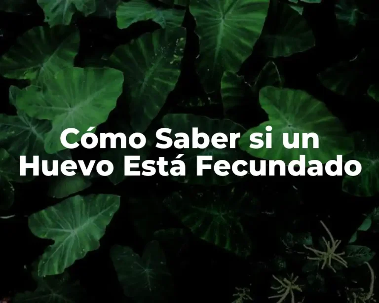 Cómo Saber si un Huevo Está Fecundado