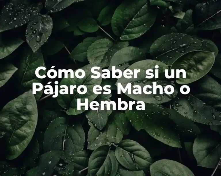 Cómo Saber si un Pájaro es Macho o Hembra