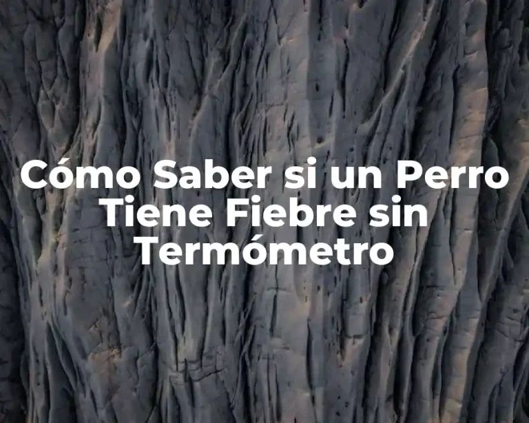 Cómo Saber si un Perro Tiene Fiebre sin Termómetro