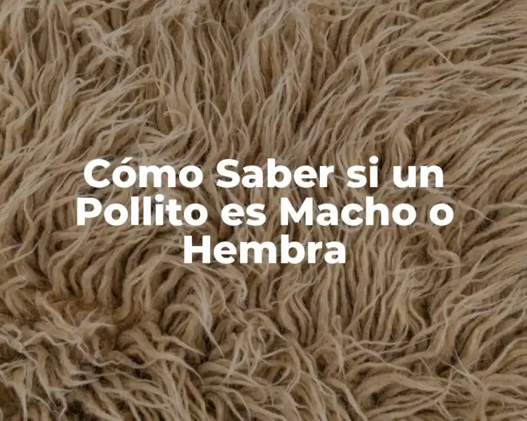 Cómo Saber si un Pollito es Macho o Hembra