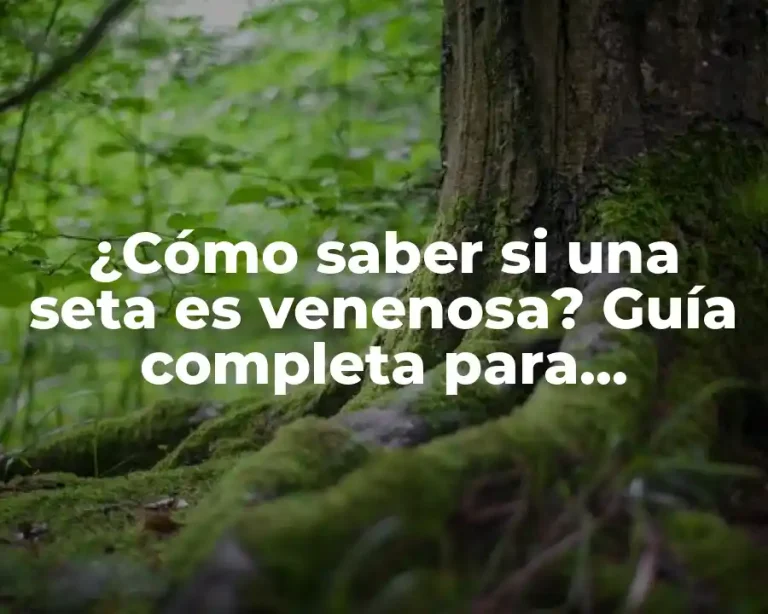 ¿Cómo saber si una seta es venenosa? Guía completa para identificar hongos seguros