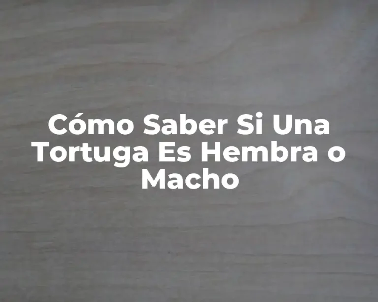 Cómo Saber Si Una Tortuga Es Hembra o Macho