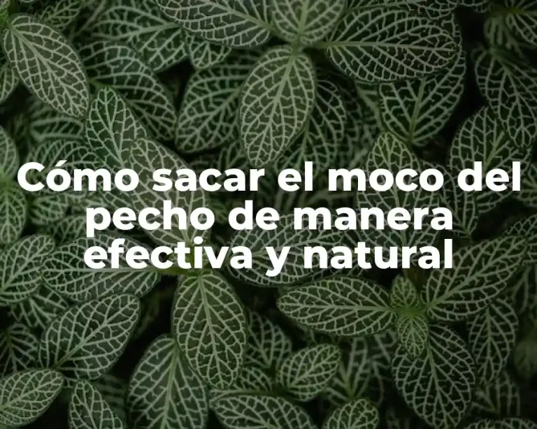 Cómo sacar el moco del pecho de manera efectiva y natural