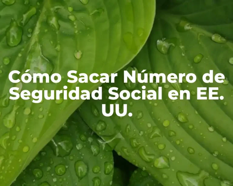 Cómo Sacar Número de Seguridad Social en EE. UU.
