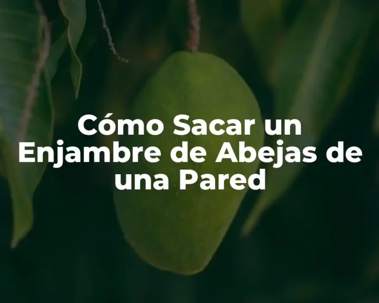Cómo Sacar un Enjambre de Abejas de una Pared
