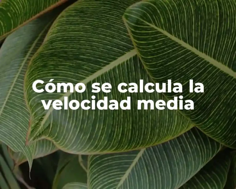Cómo se calcula la velocidad media