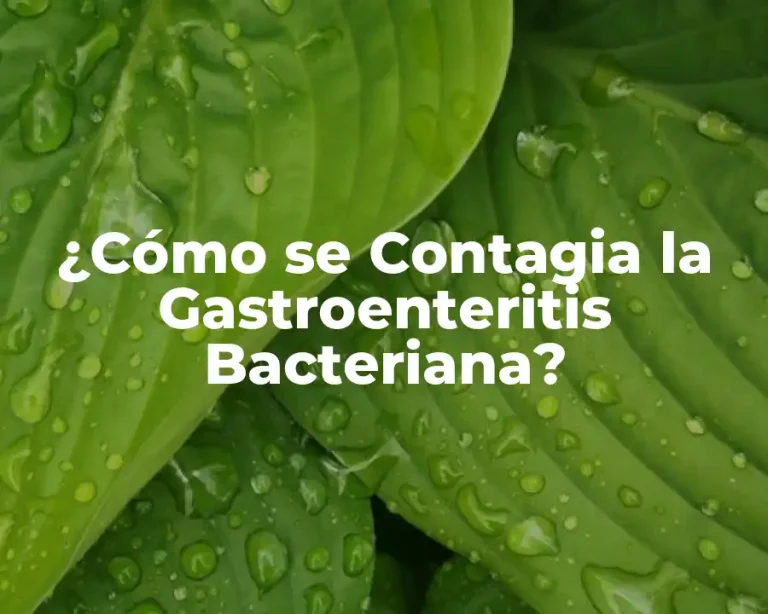 ¿Cómo se Contagia la Gastroenteritis Bacteriana?