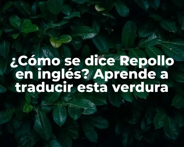 ¿Cómo se dice Repollo en inglés? Aprende a traducir esta verdura