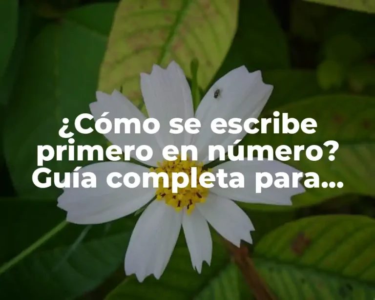¿Cómo se escribe primero en número? Guía completa para dominar la numeración