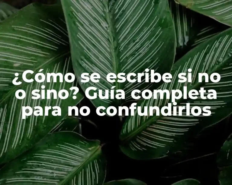¿Cómo se escribe si no o sino? Guía completa para no confundirlos