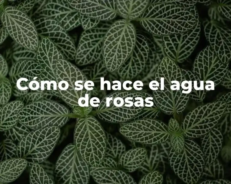 Cómo se hace el agua de rosas
