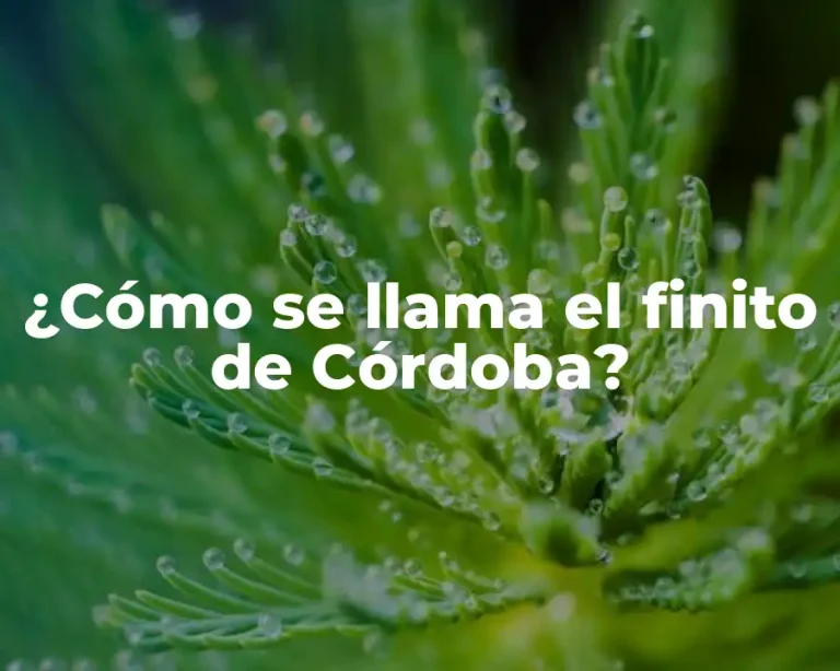 ¿Cómo se llama el finito de Córdoba?