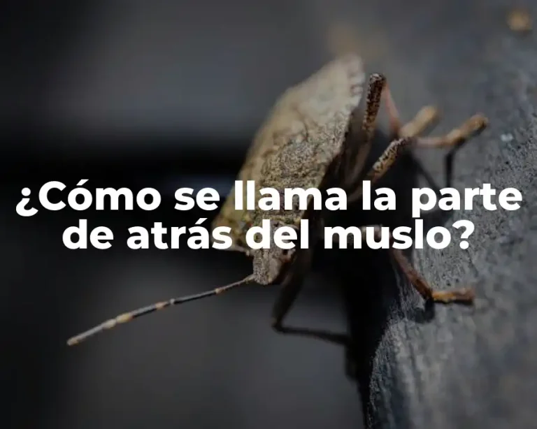 ¿Cómo se llama la parte de atrás del muslo?