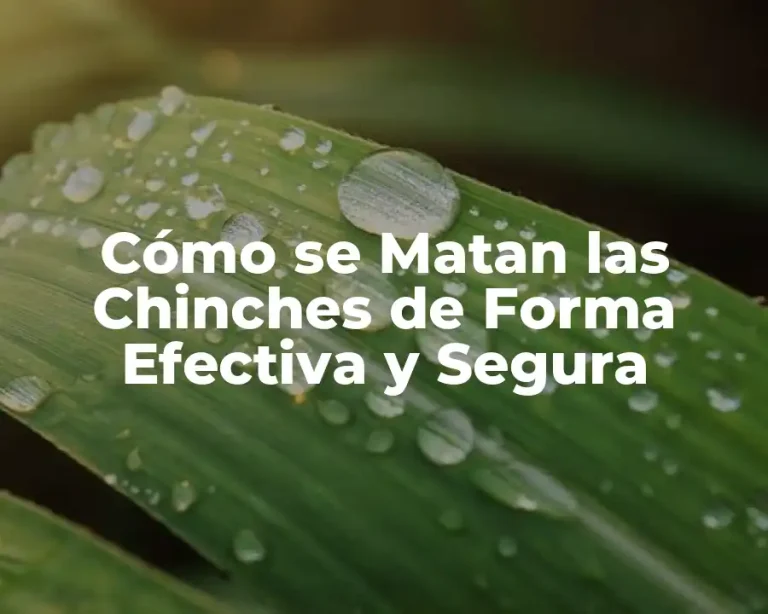 Cómo se Matan las Chinches de Forma Efectiva y Segura