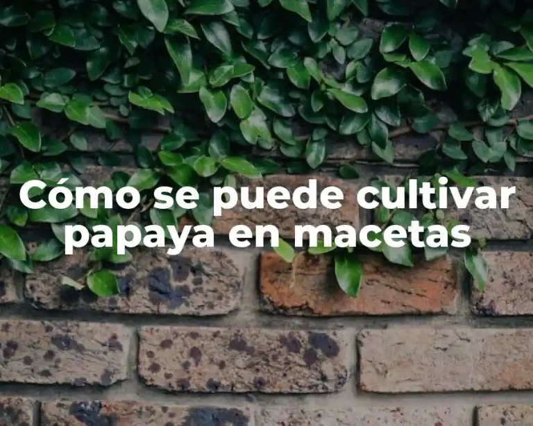 Cómo se puede cultivar papaya en macetas