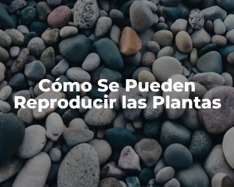Cómo Se Pueden Reproducir las Plantas