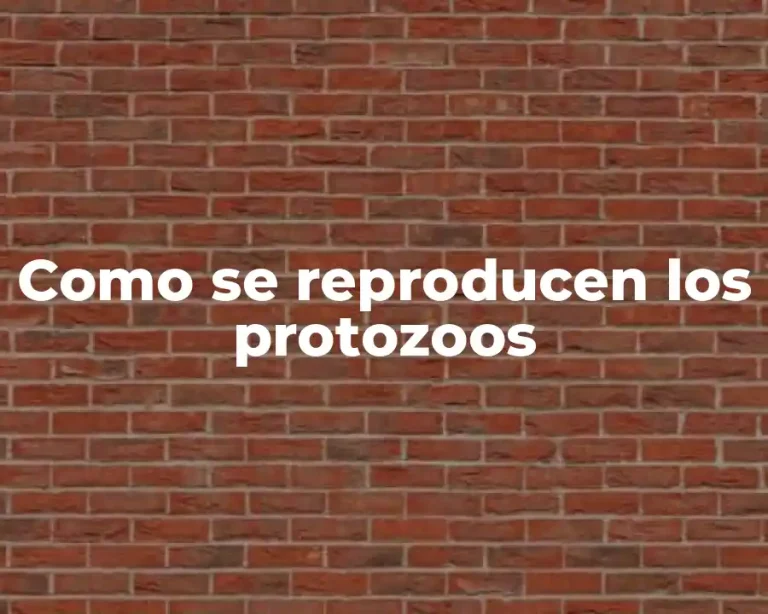 Como se reproducen los protozoos