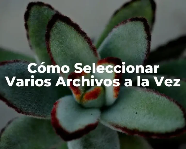 Cómo Seleccionar Varios Archivos a la Vez