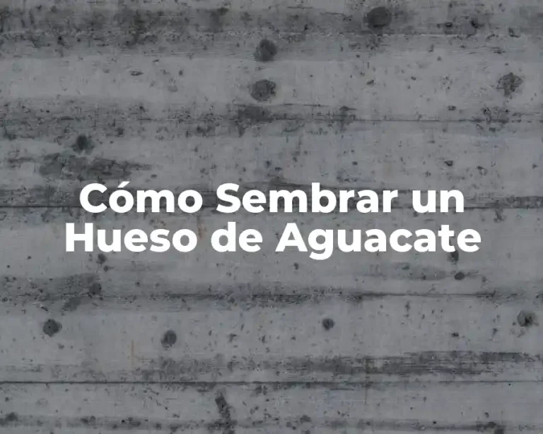 Cómo Sembrar un Hueso de Aguacate