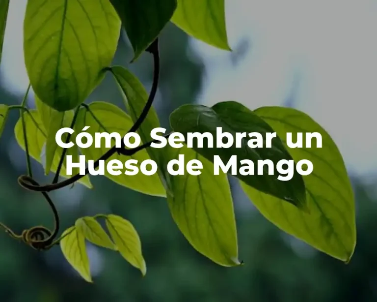 Cómo Sembrar un Hueso de Mango