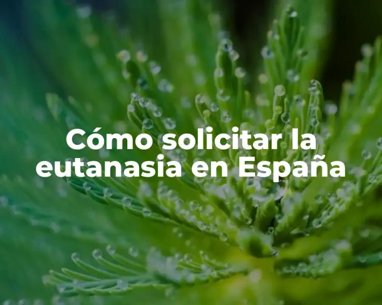 Cómo solicitar la eutanasia en España