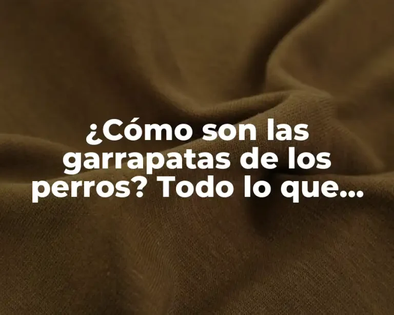 ¿Cómo son las garrapatas de los perros? Todo lo que debes saber sobre estos parásitos