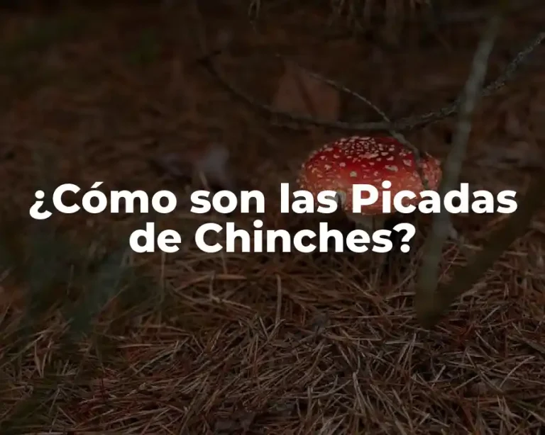 ¿Cómo son las Picadas de Chinches?