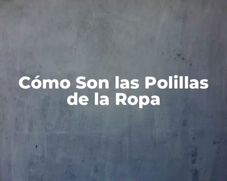 Cómo Son las Polillas de la Ropa