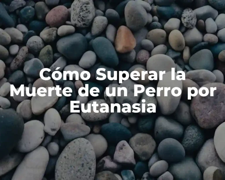 Cómo Superar la Muerte de un Perro por Eutanasia