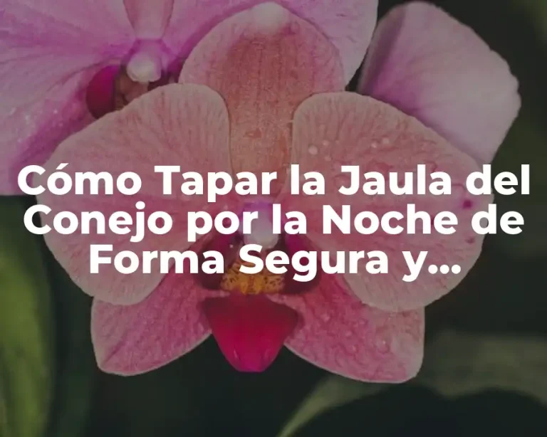 Cómo Tapar la Jaula del Conejo por la Noche de Forma Segura y Eficiente