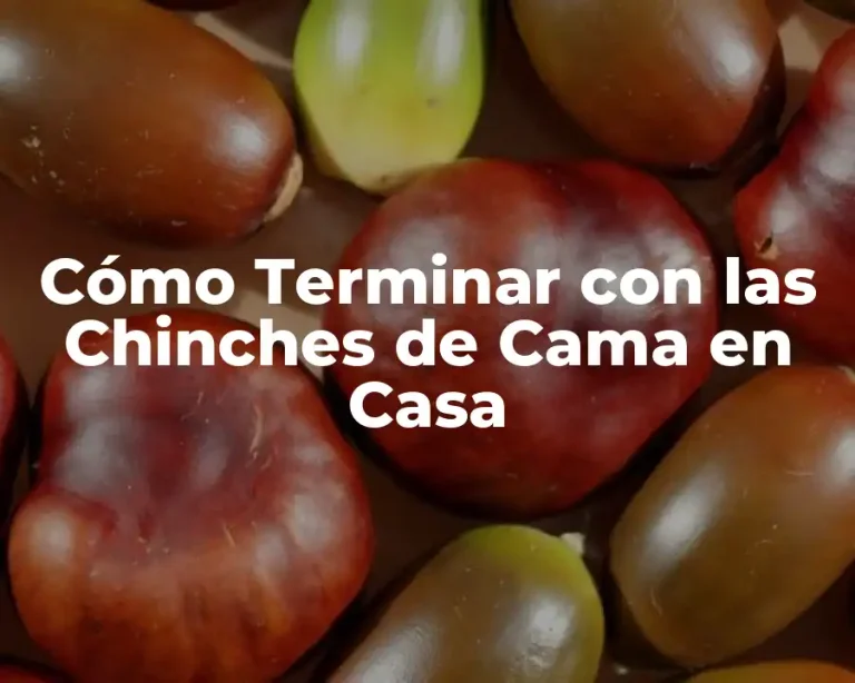 Cómo Terminar con las Chinches de Cama en Casa