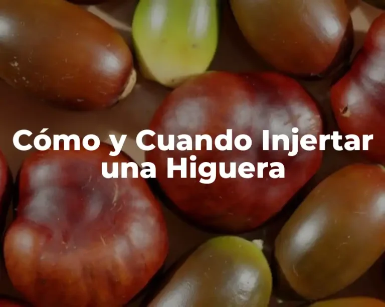 Cómo y Cuando Injertar una Higuera