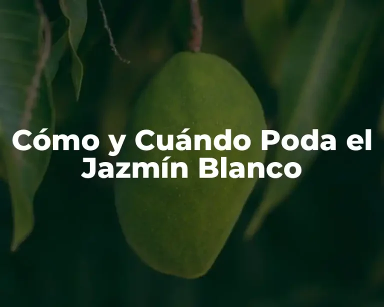 Cómo y Cuándo Poda el Jazmín Blanco