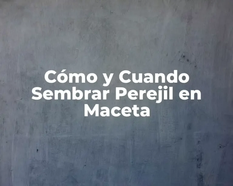 Cómo y Cuando Sembrar Perejil en Maceta