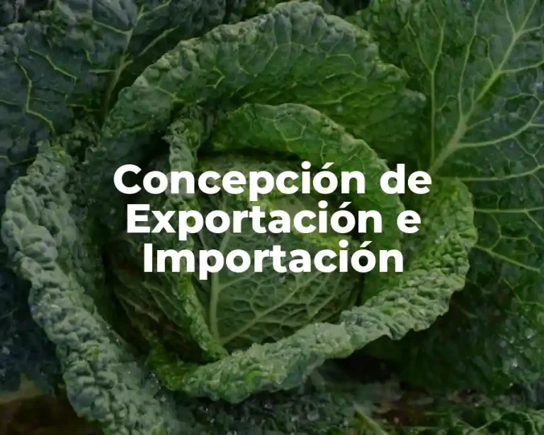 Concepción de Exportación e Importación