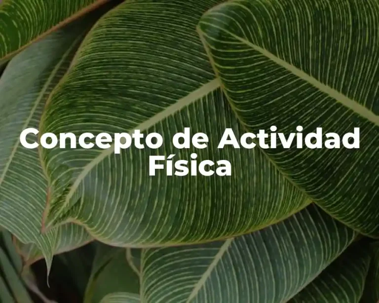 Concepto de Actividad Física