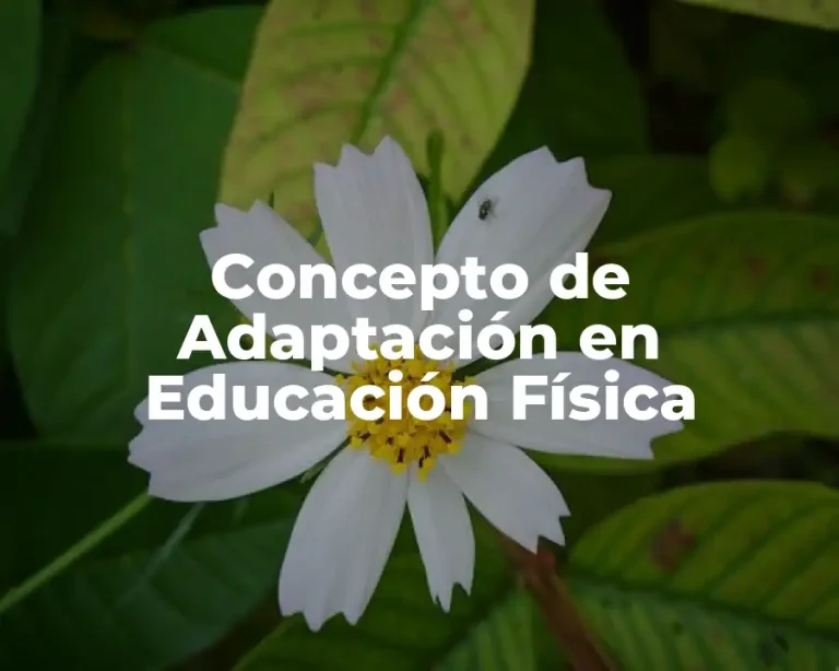 Concepto de Adaptación en Educación Física