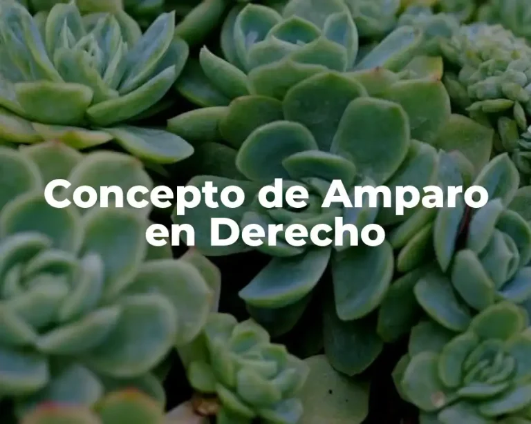 Concepto de Amparo en Derecho