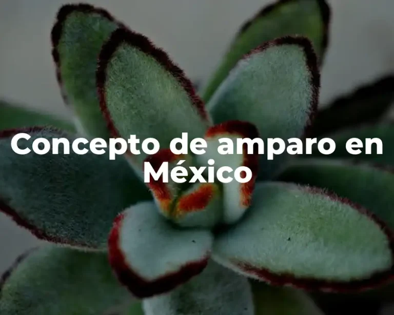 Concepto de amparo en México