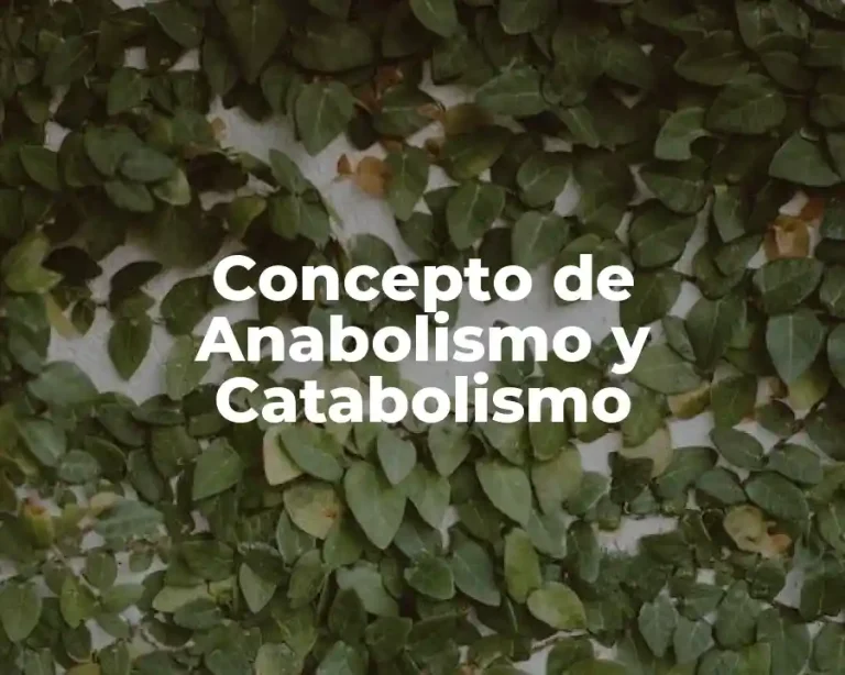 Concepto de Anabolismo y Catabolismo