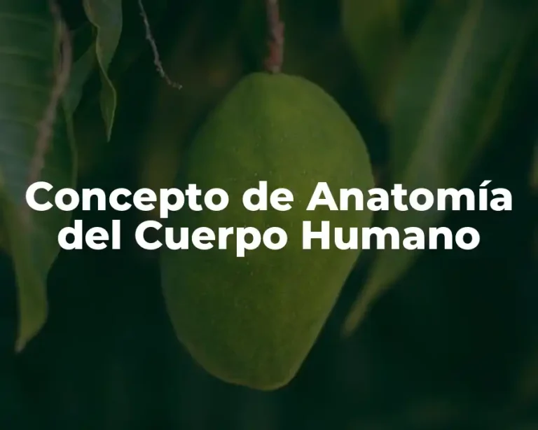 Concepto de Anatomía del Cuerpo Humano
