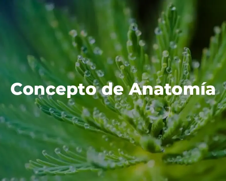 Concepto de Anatomía