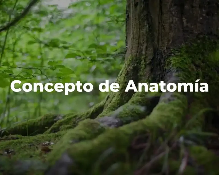 Concepto de Anatomía