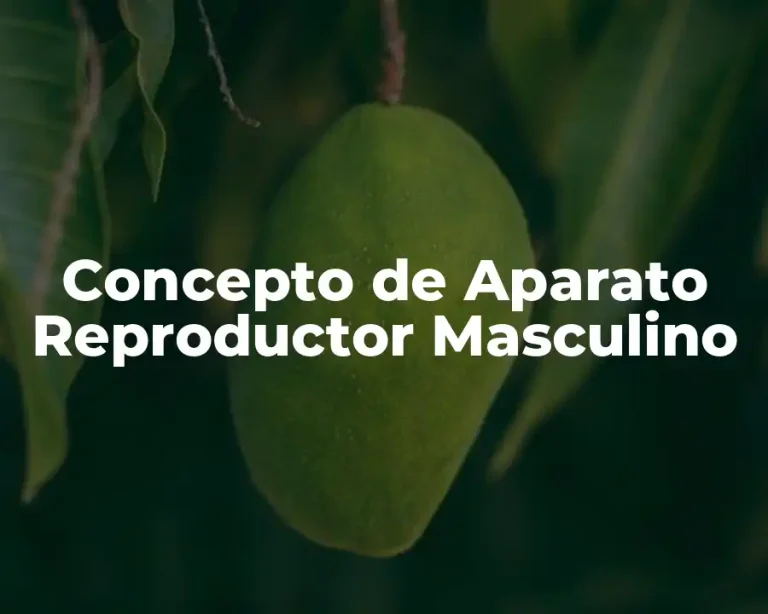 Concepto de Aparato Reproductor Masculino