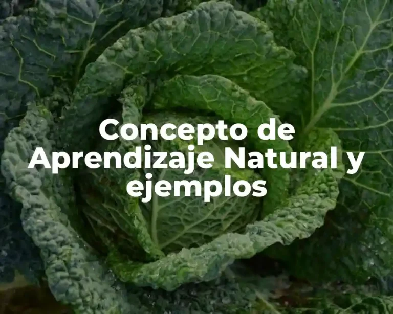 Concepto de Aprendizaje Natural y ejemplos
