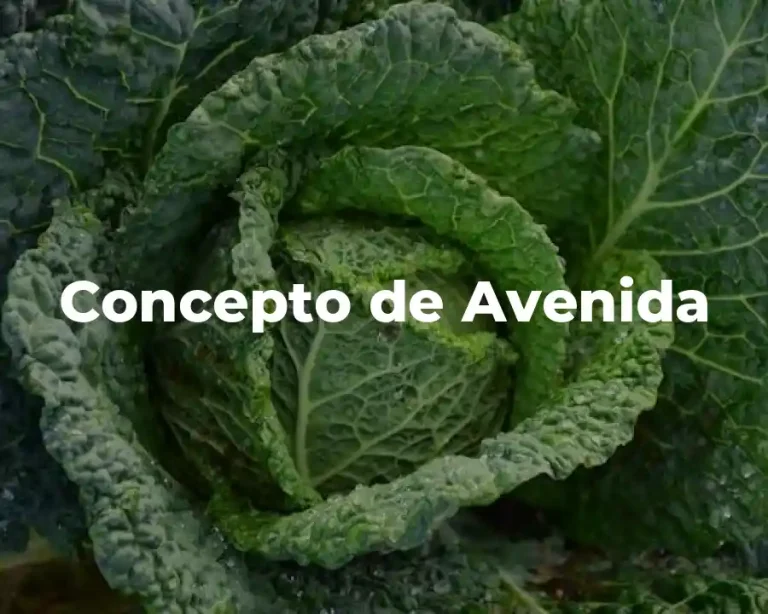 Concepto de Avenida