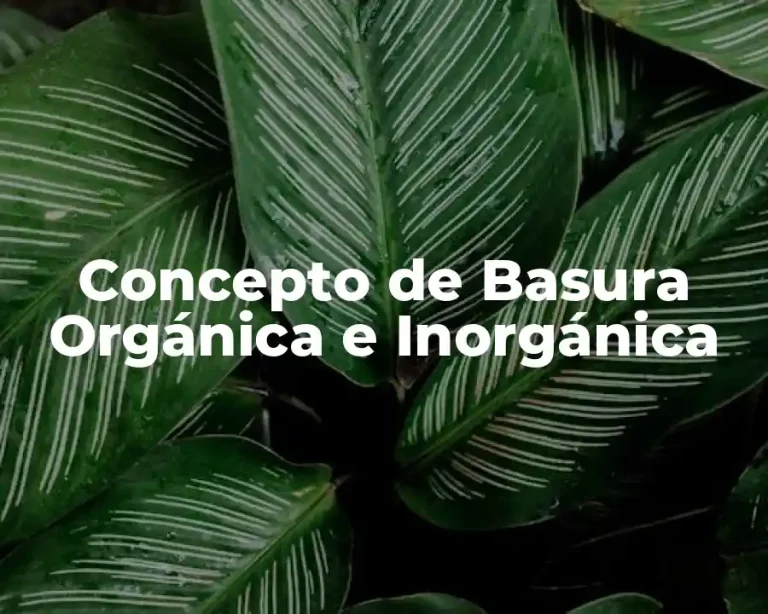 Concepto de Basura orgánica e inorgánica