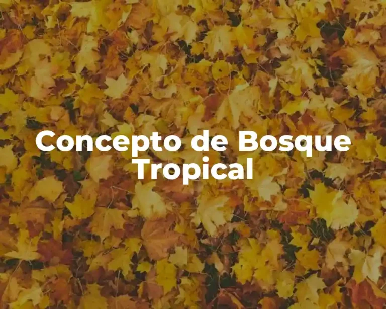 Concepto de Bosque Tropical