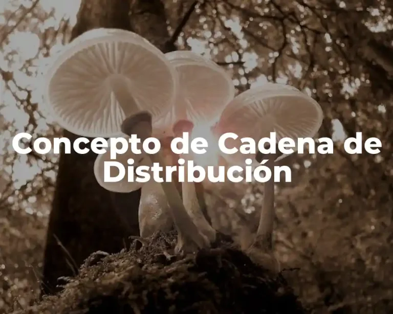 Concepto de Cadena de Distribución